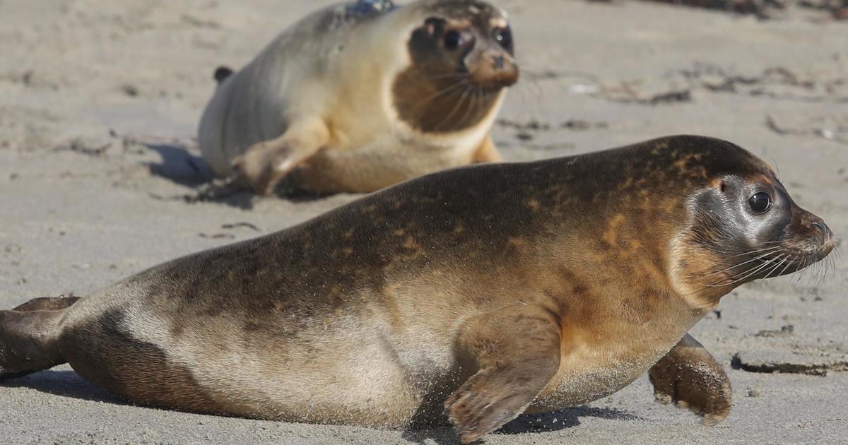 An “abnormal number” of seal deaths off the coast of Maine associated with bird flu