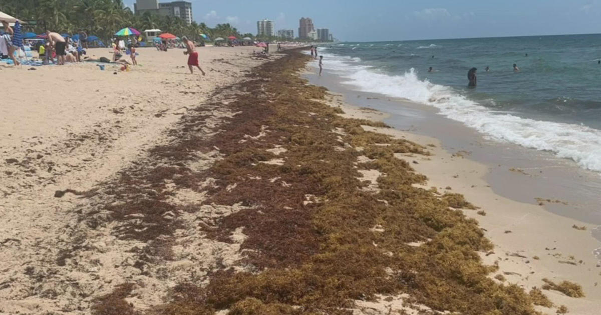 Headed to the beach? Be ready to deal with record seaweed CBS Miami