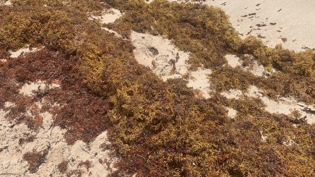 seaweed-pics.jpg 