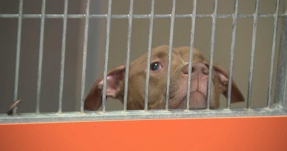 Completely Out Of Space For Dogs, ACCT Philly Issues Urgent Plea For