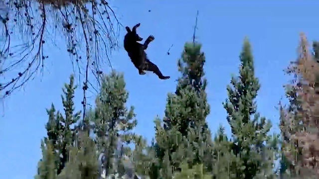 0707-cbsnews-bear-on-the-loose-1111254-640x360.jpg 