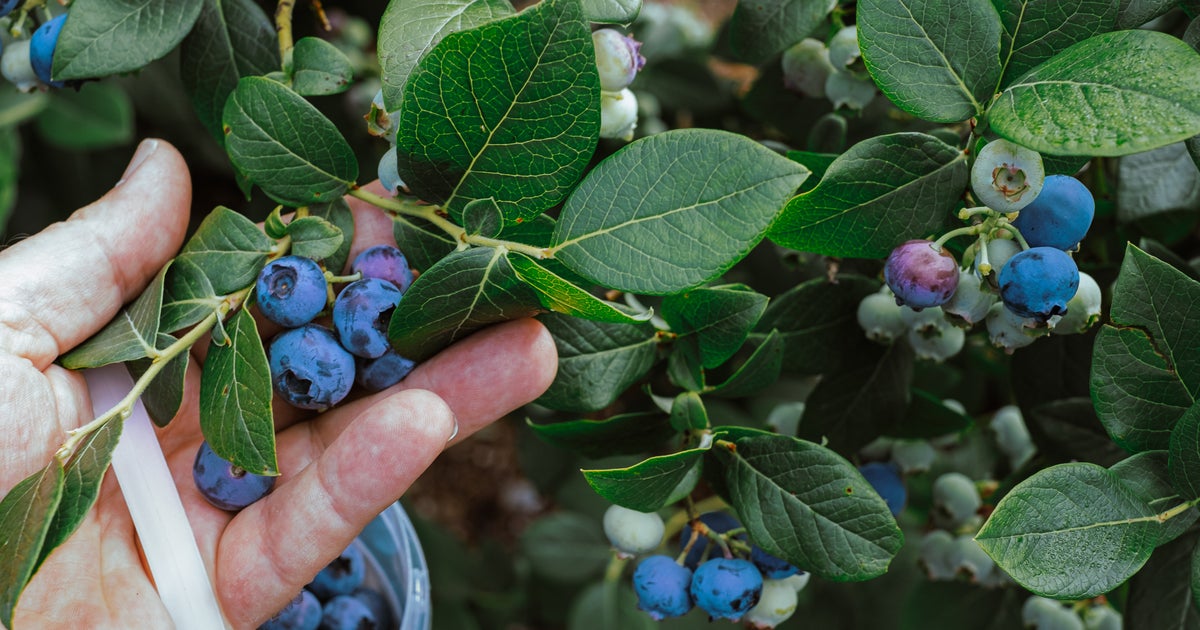 Blueberries join green beans in this year's Dirty Dozen list CBS Miami