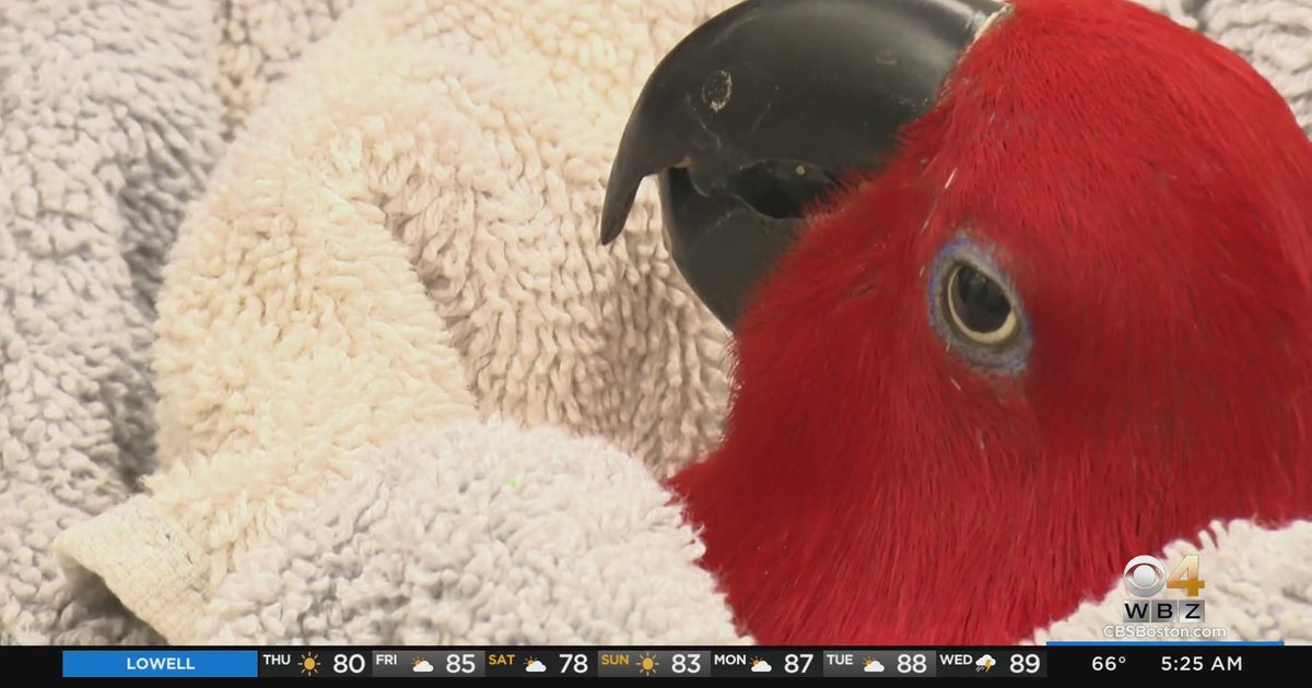 It Happens Here Weymouth's Odd Pet Vet is all about animals and people