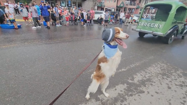 dexter-dog.png