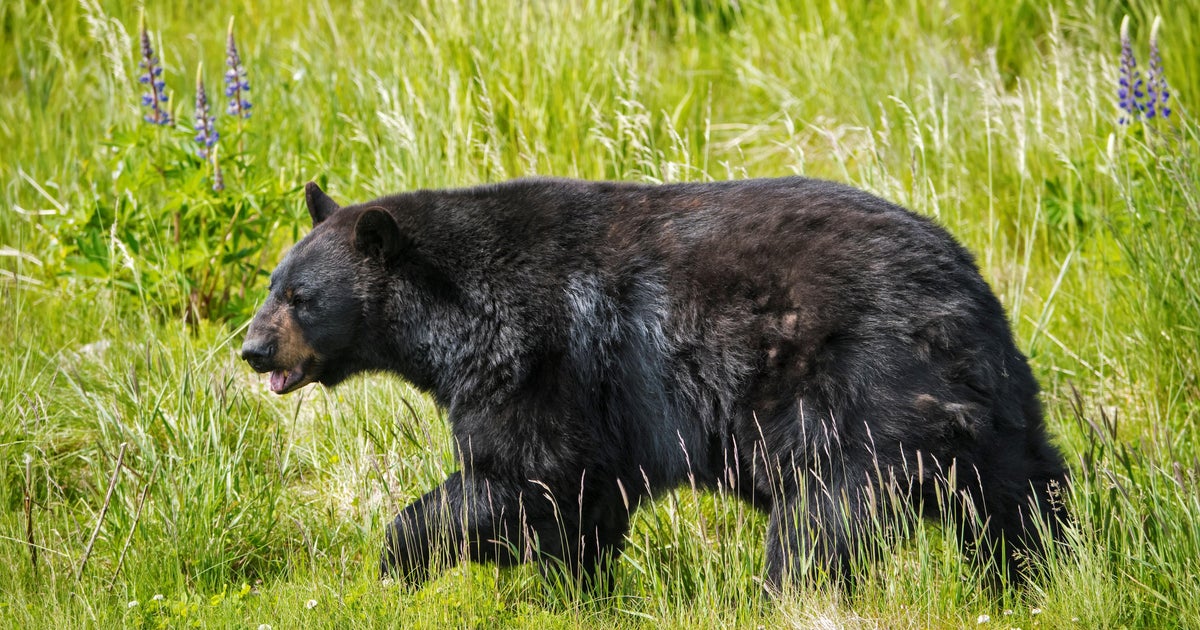 New rules for Sierra Nevada hiking spot aim to keep bears away - Vimarsana News