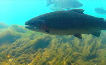 Extended Nature Video: Rainbow trout 