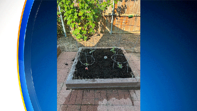 jeffs-tomatoes.gif 