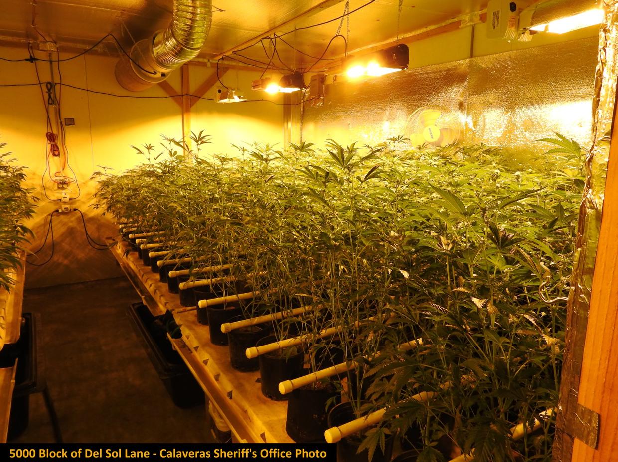 Nearly $5M Worth Of Marijuana Seized From Illegal Grow Sites In ...