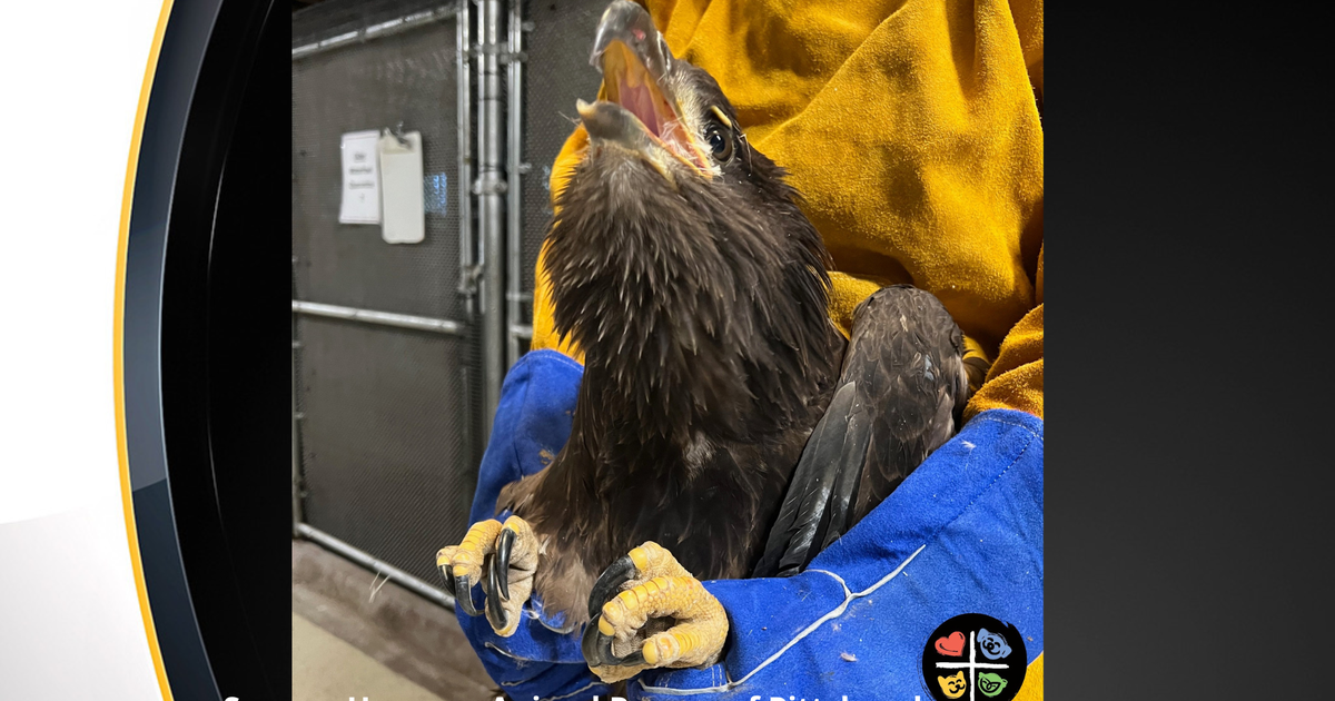U.S. Steel bald eagle undergoing rehab for injuries, including ...