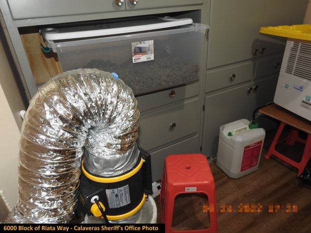 ILLEGAL MARIJUANA BUST 6- CALAVERAS CO SHERIFF 