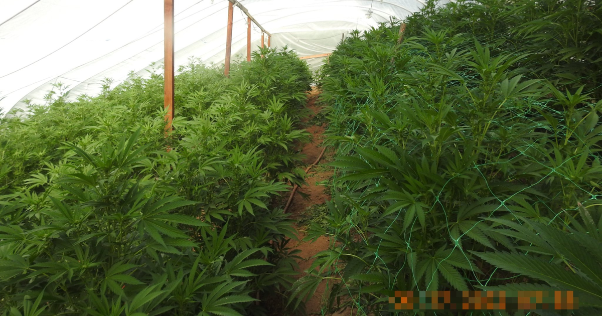 Nearly $5M Worth Of Marijuana Seized From Illegal Grow Sites In Calaveras County - Vimarsana News