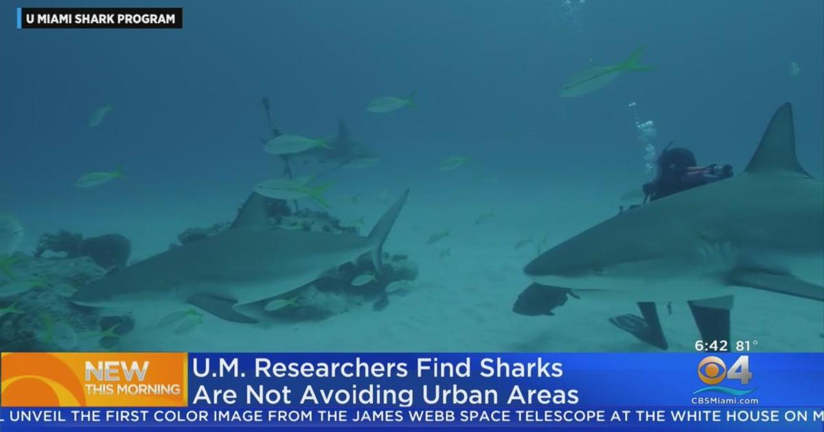 University of Miami study found sharks not avoiding urban areas.