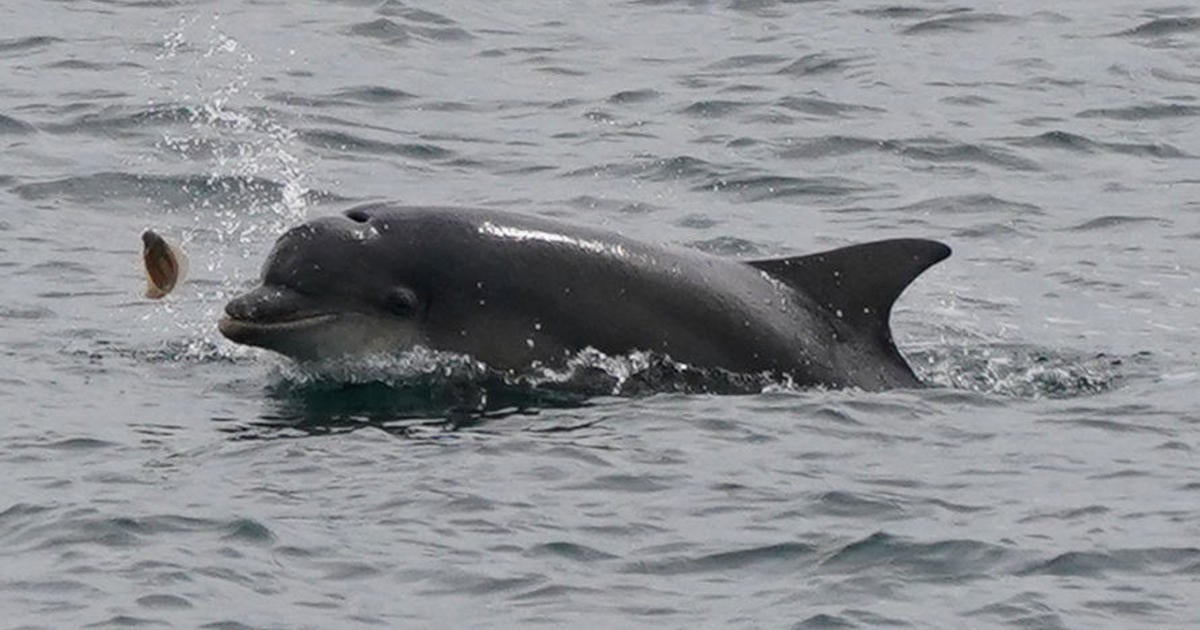 Young dolphin spotted alone in Connecticut river after swimming 15 miles