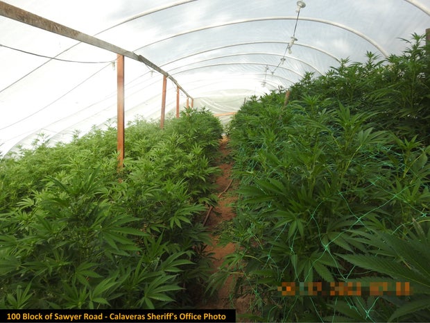 ILLEGAL MARIJUANA BUST 7- CALAVERAS CO SHERIFF 