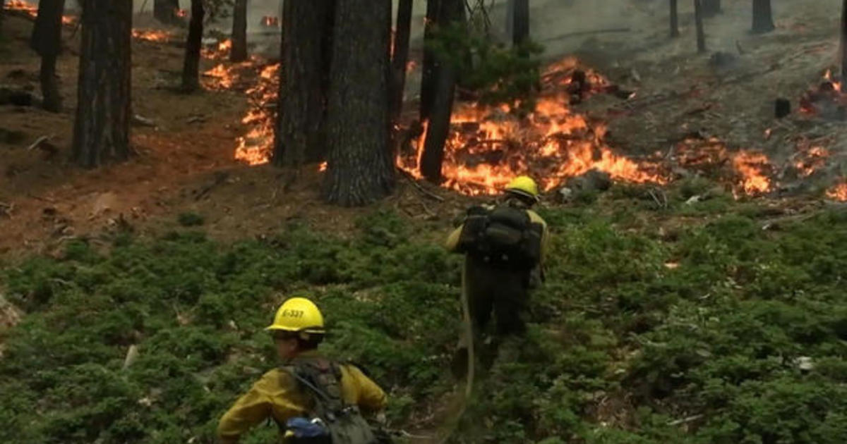Why fire crews are using different tactics to stop flames from reaching California's ancient sequoias