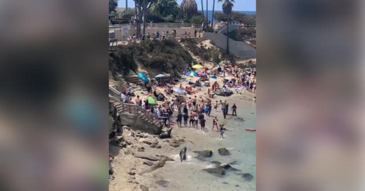 California beachgoers run from charging sea lions - CBS News