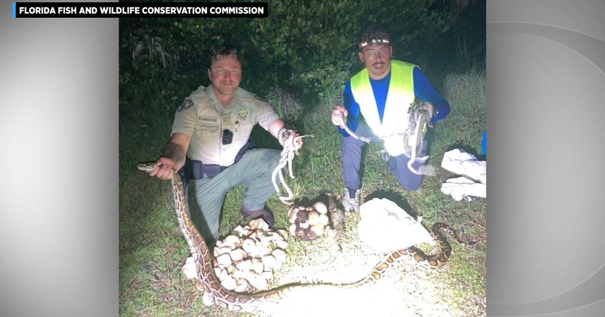 Slithery Surprise: Mama pythons, nests discovered in Big Cypress ...