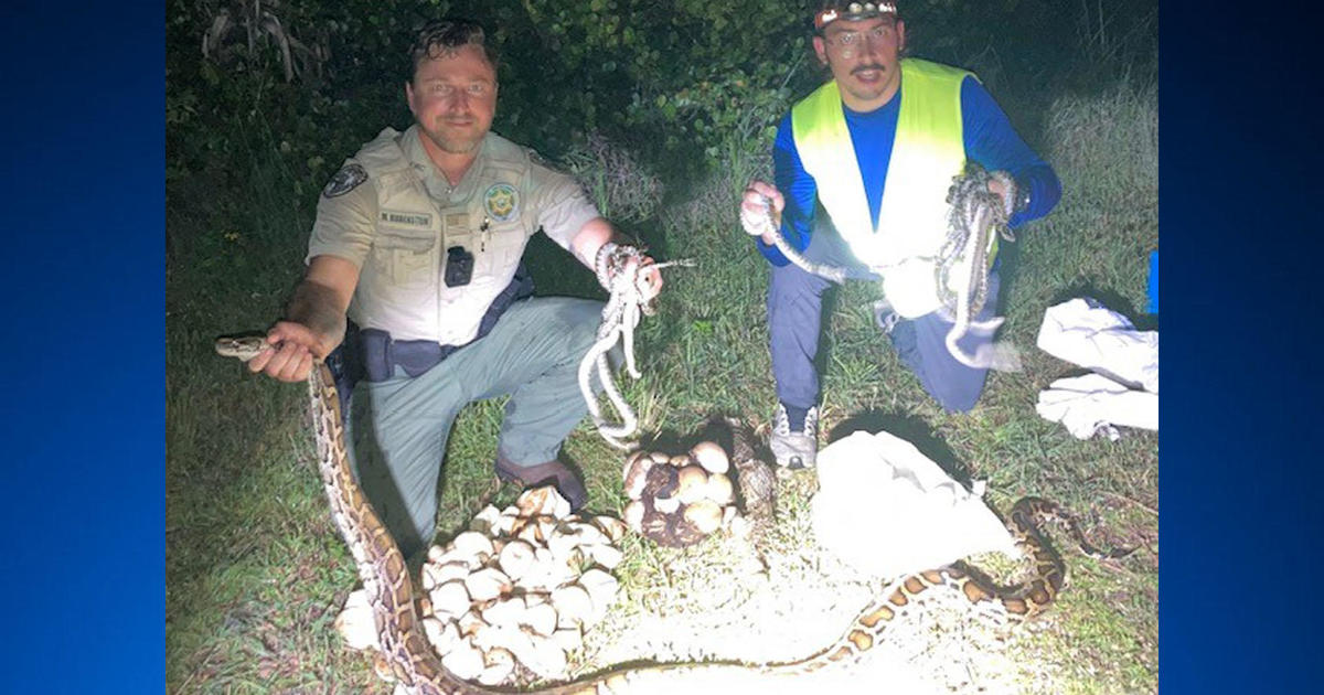 Slithery Surprise: Mama pythons, nests discovered in Big Cypress National Preserve