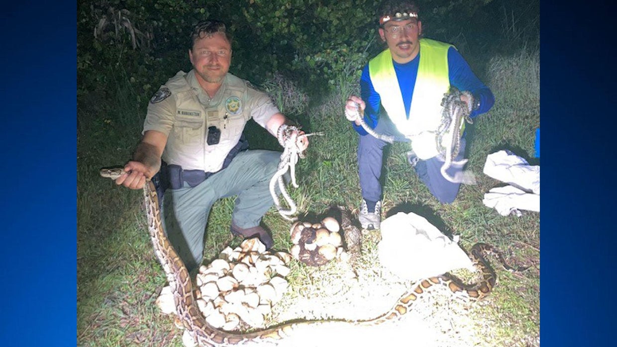 2 massive mama pythons, dozens of hatched and unhatched eggs discovered ...