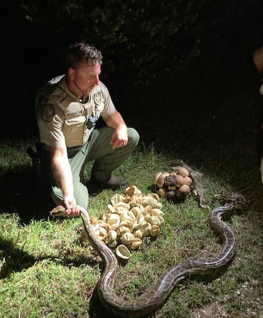 2 massive mama pythons, dozens of hatched and unhatched eggs discovered ...