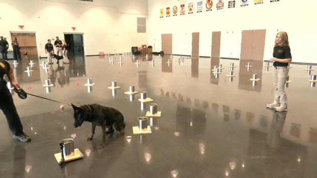 6p-pkg-atf-k9-training-wcco1oln.jpg 