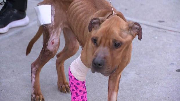 A mixed breed dog with visible ribs, sores on her back left leg, a bandage on her backside and a pink cast on her front right leg 