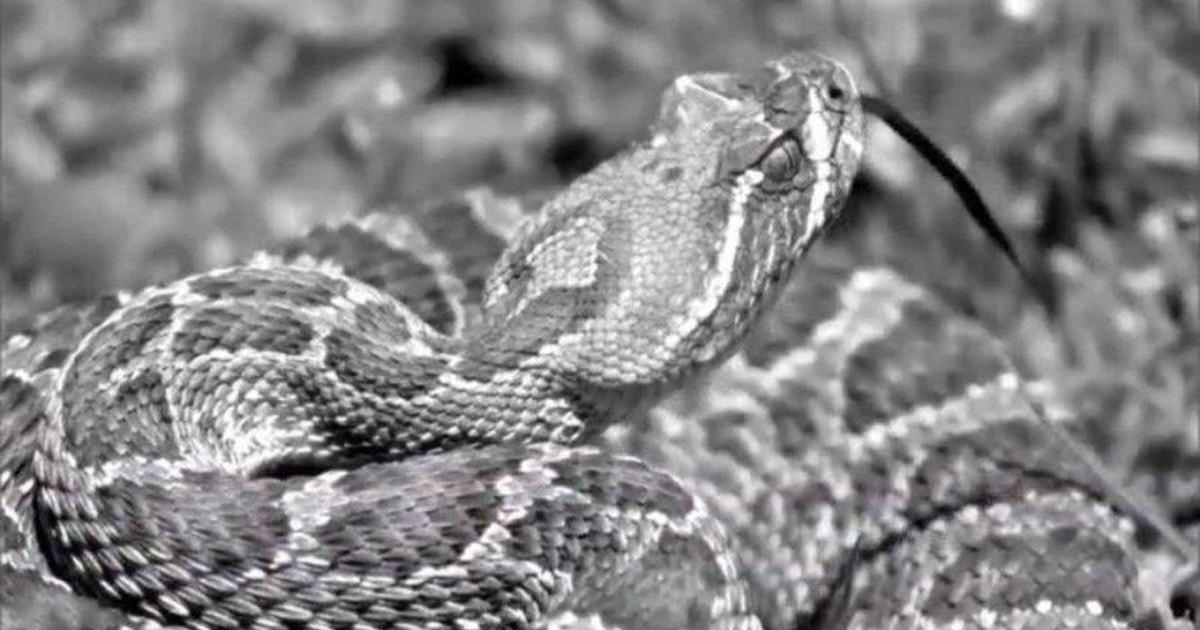 6-year-old boy dies after getting bitten by rattlesnake while on a family bike ride in Colorado