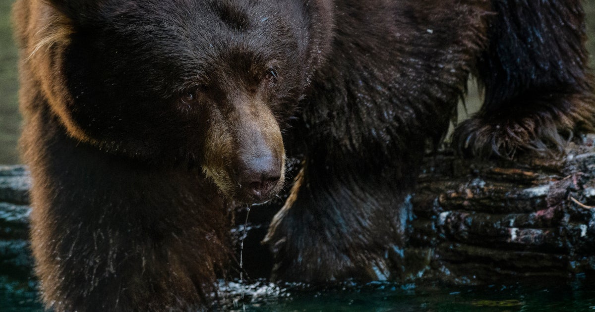 Bear dies after 67yearold motorcyclist crashes into it CBS Minnesota(02)