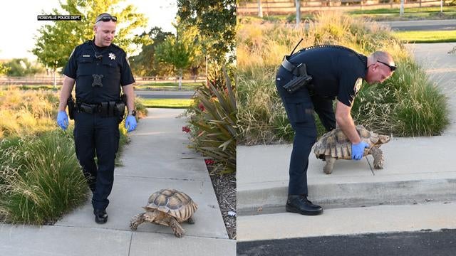 ROSEVILLE-POLICE-TORTOISE-CHASE.jpg 