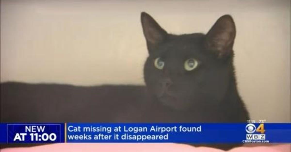 Cat missing at Logan Airport found weeks later