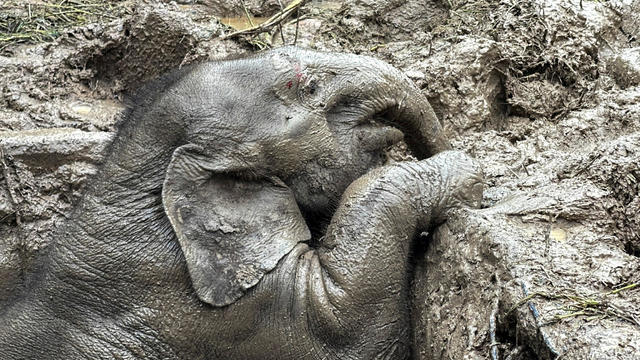 Elephant and calf saved in rescue from manhole in Thailand 