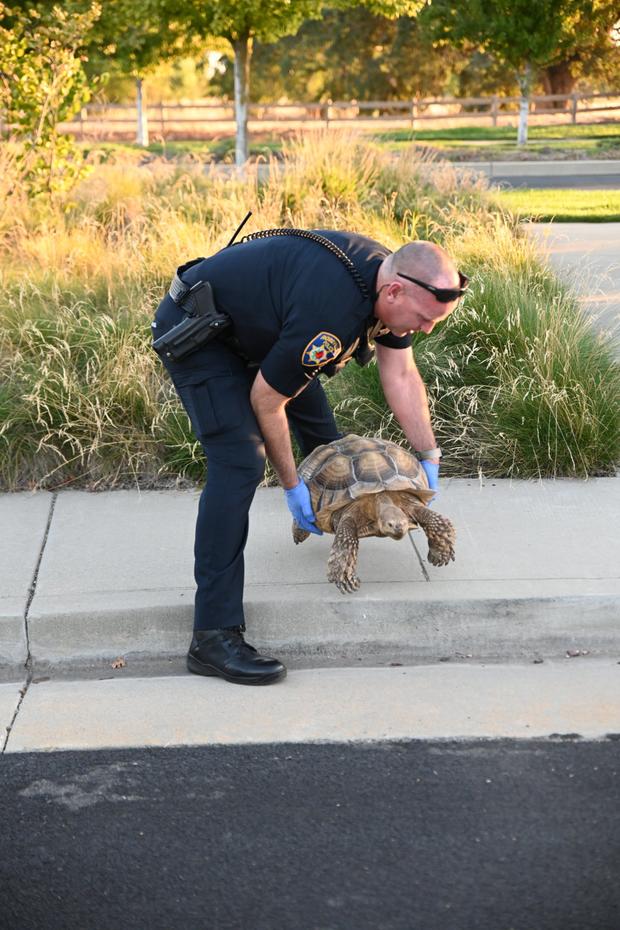 roseville tortoise chase 