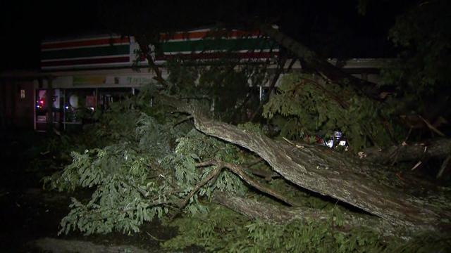 A large tree lays in the parking lot right near the front of a 7-Eleven. 