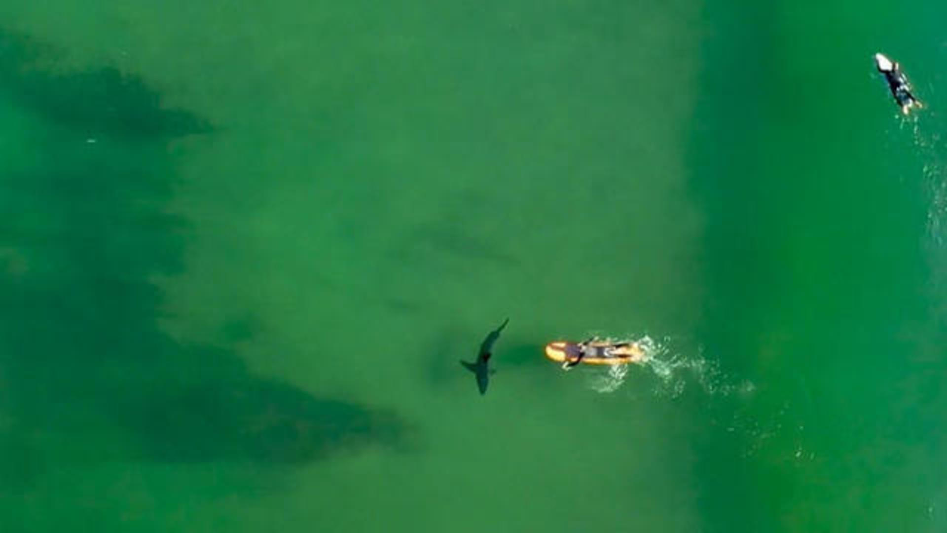 Scientists on the verge of unlocking the mystery of great white shark  mating - CBS News