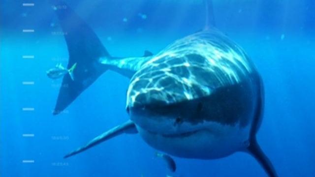 cbsn-fusion-five-shark-attacks-in-two-weeks-off-new-yorks-long-island-thumbnail-1129795-640x360.jpg 