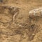 Bones unearthed at Waterloo two centuries after iconic battle