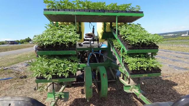 There are dozens of marijuana plants on a large piece of farm equipment in an open plot of farm land. 