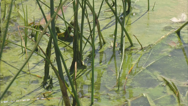 algae-blooms-dangers-10vo-frame-346.png 