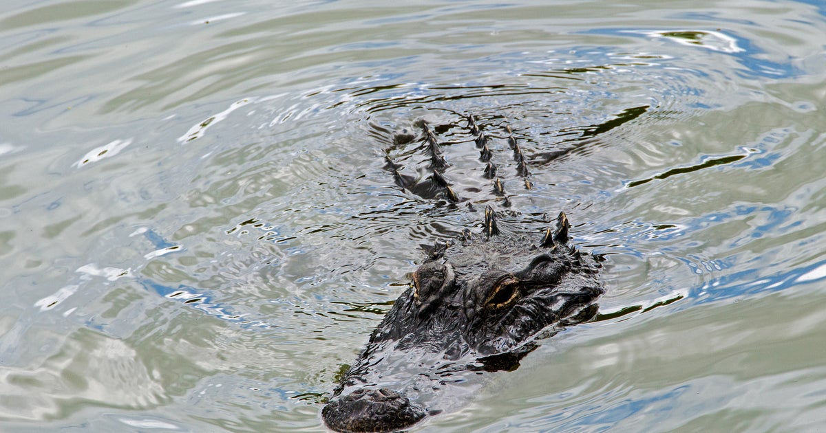 Florida gentleman attacked by gator, arm snapped off