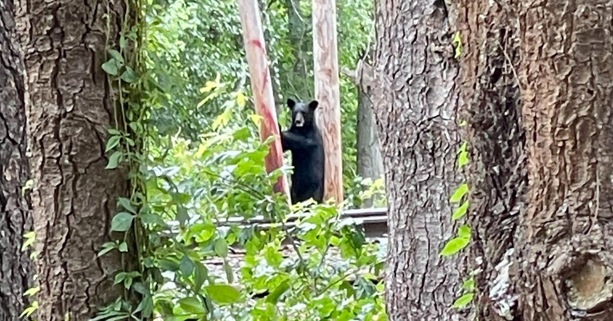Multiple Bear Sightings Reported In Wilmington Cbs Boston