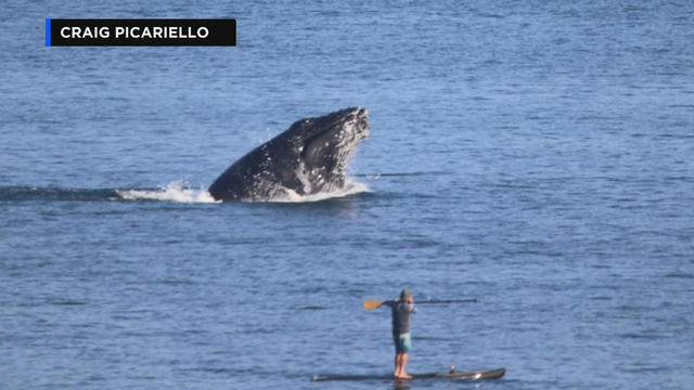 whale breach 