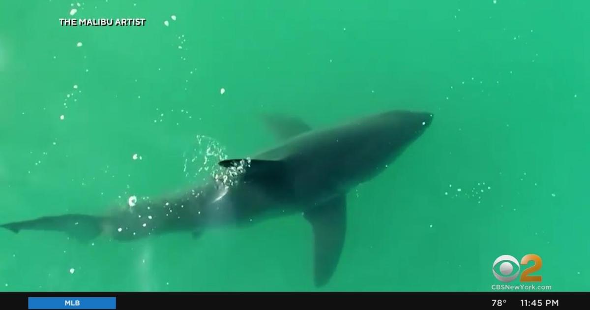 What's really behind the fear of sharks? - CBS New York