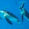 Dozens of sea turtles found stabbed to death off Japanese island