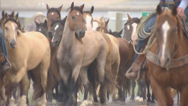 cfd-bucking-horse-roundup-pkg-frame-440.jpg 