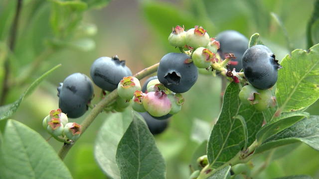 berry-picking-6p-pkg-wcco1pn5.jpg 