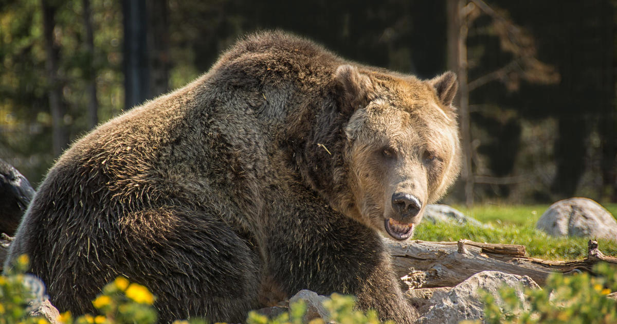 Grizzly bear attacks two men who surprised it in Wyoming national forest: "It was horrific"