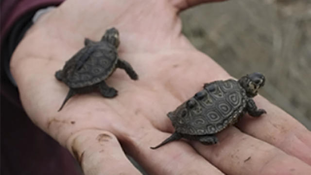 Turtle Smuggling Charges 