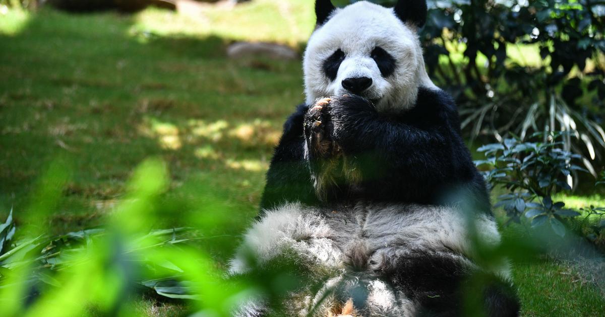 World's oldest male giant panda in captivity euthanized at 35