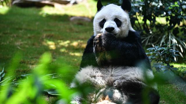World's oldest male giant panda in captivity euthanized at 35