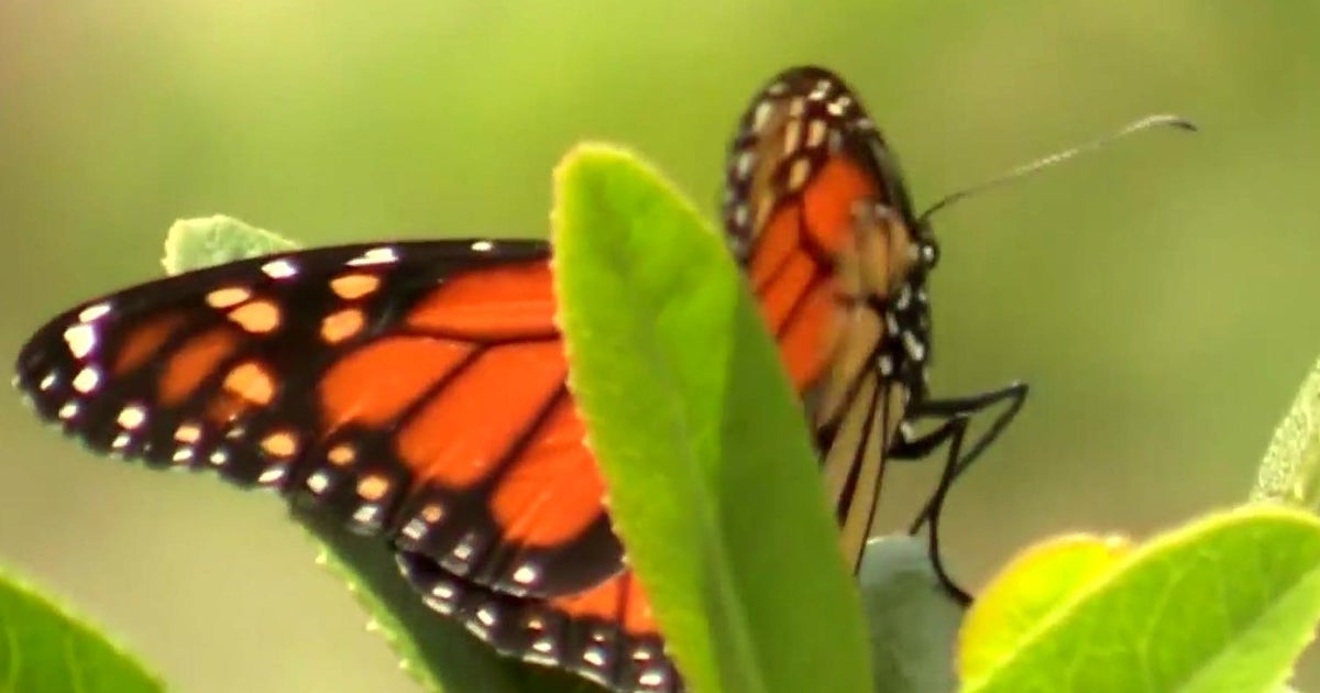 Monarch butterfly declared endangered species CBS San Francisco